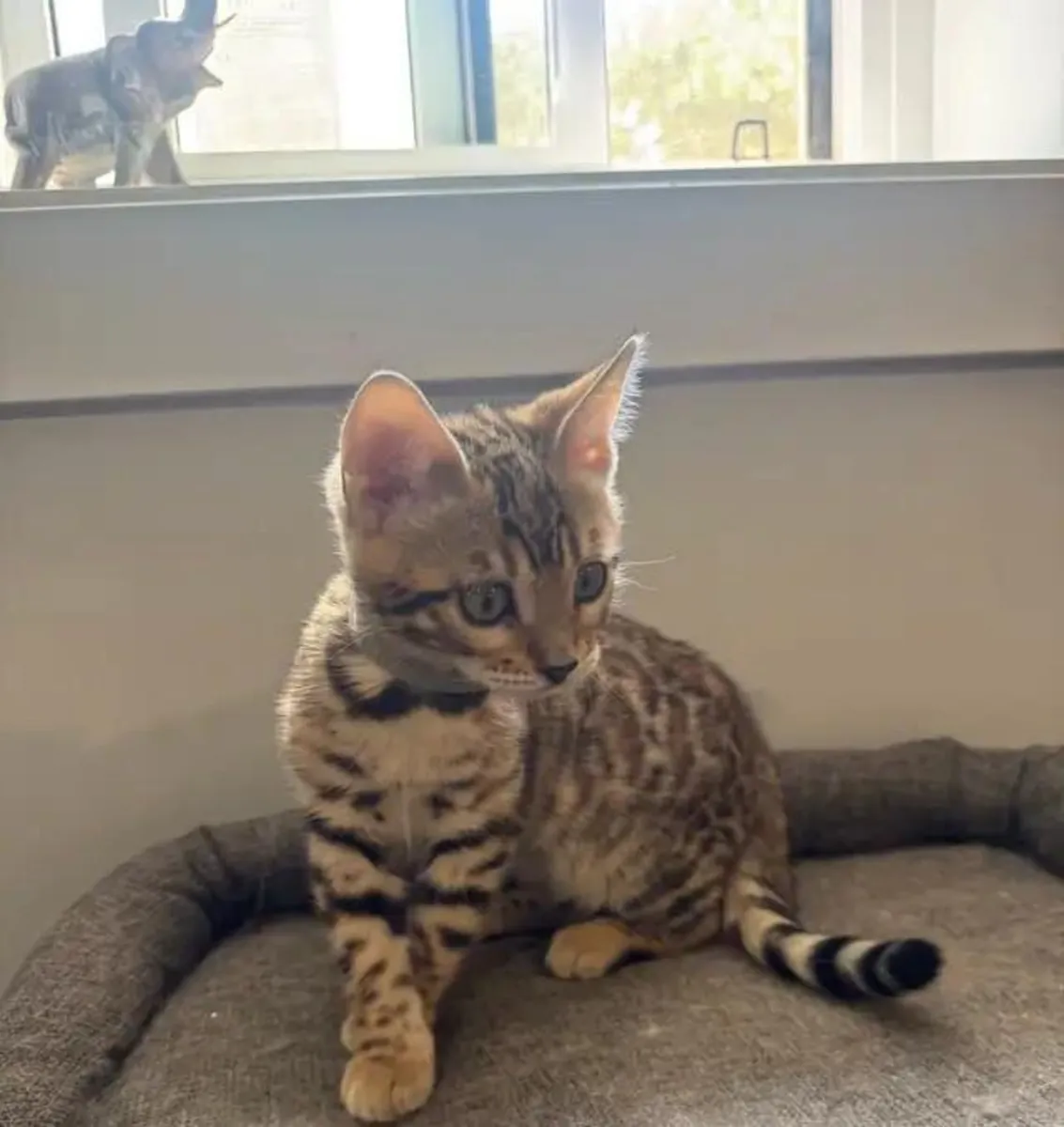 Safkan Bengal Kedisi…Bana yazın