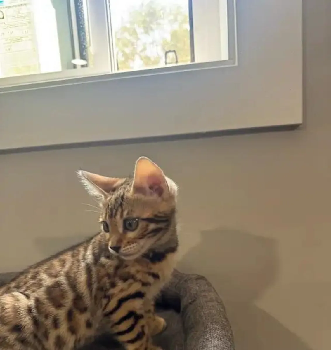Safkan Bengal Kedisi…Bana yazın