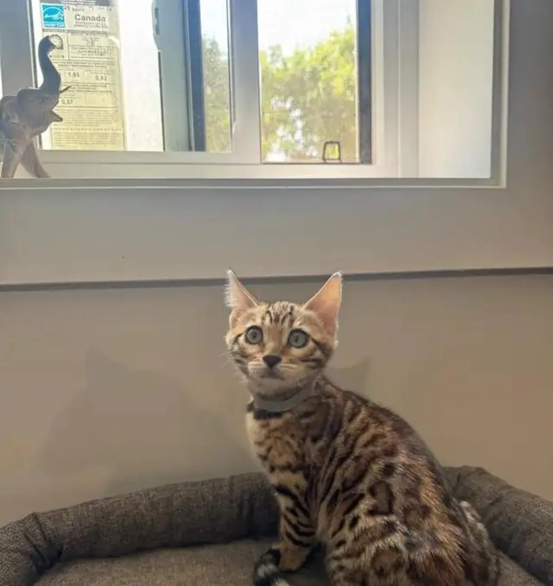 Safkan Bengal Kedisi…Bana yazın