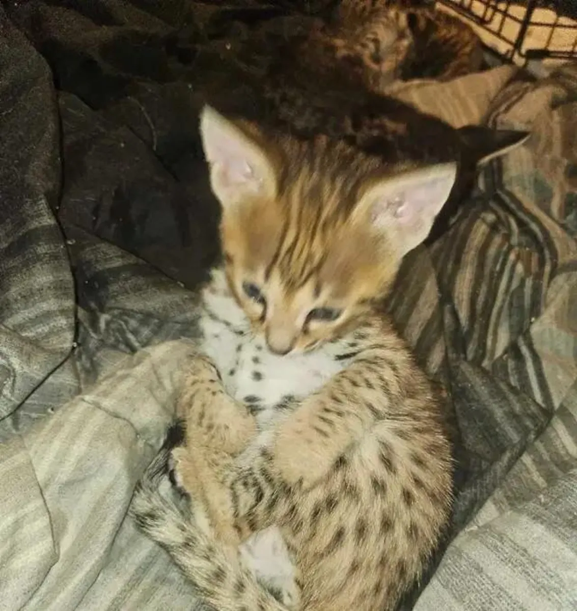 Котята Савана и **Савакун**