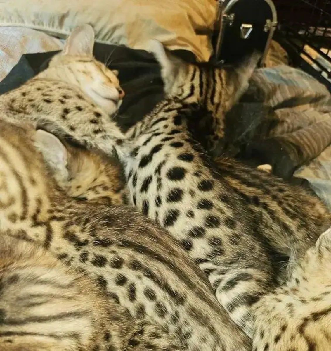 Котята Савана и **Савакун**