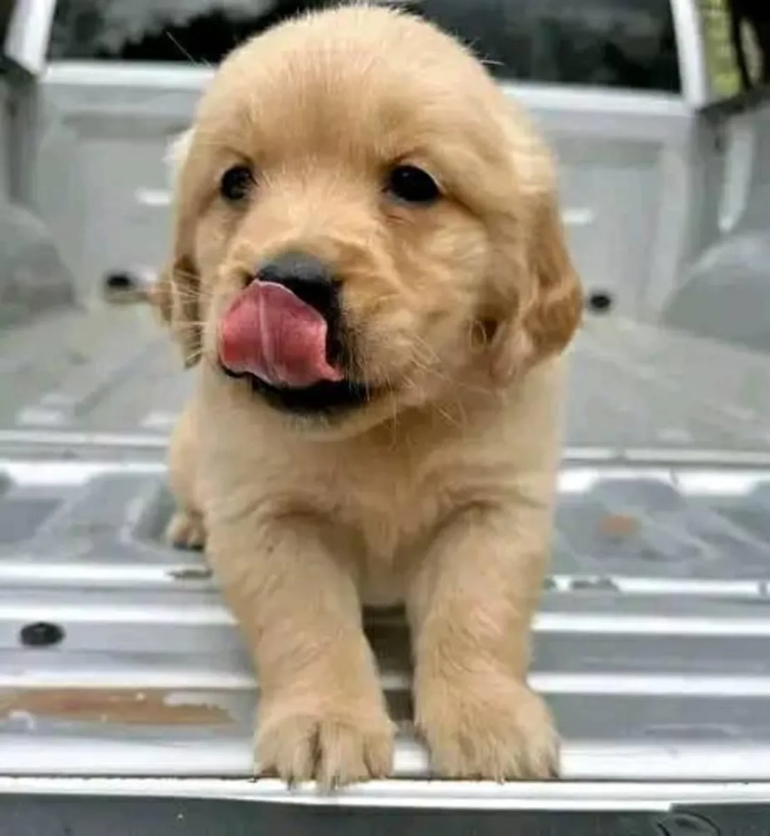Cachorros de Golden Retriever en venta.