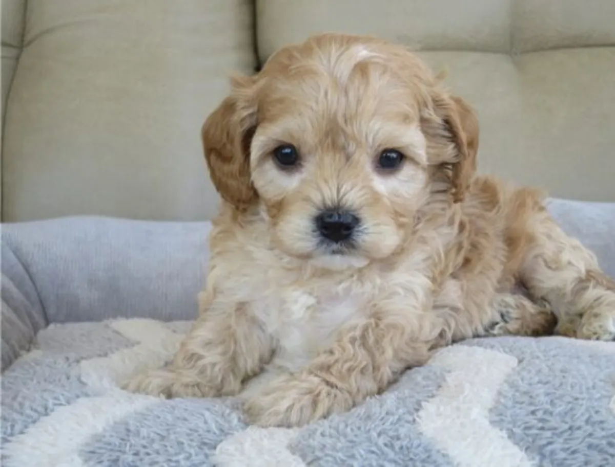 Cachorros Cavapoo en Venta Cerca de Mí