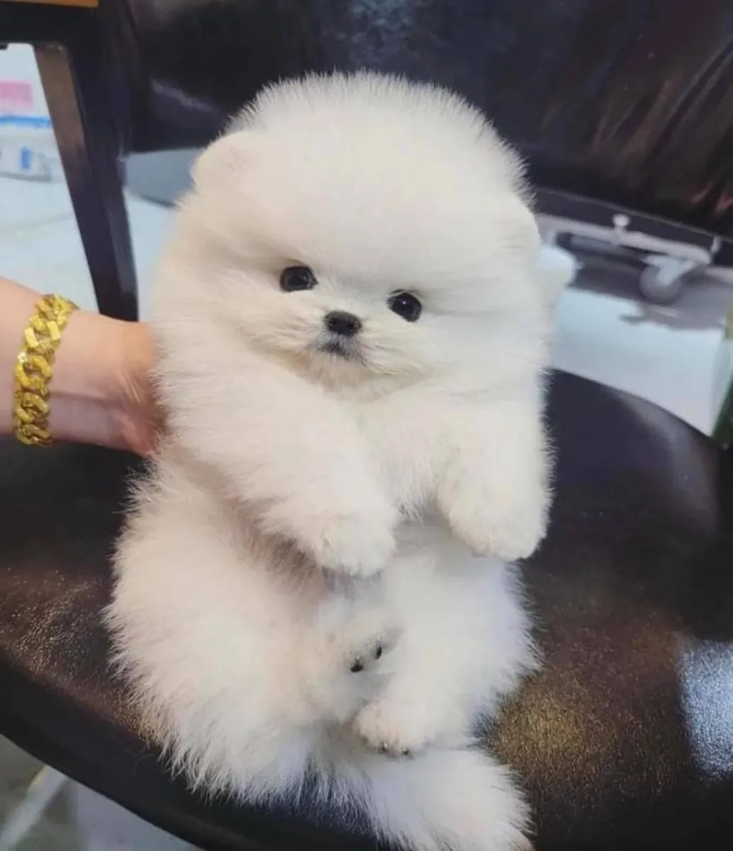 Pomeranian Yavruları Satılık.