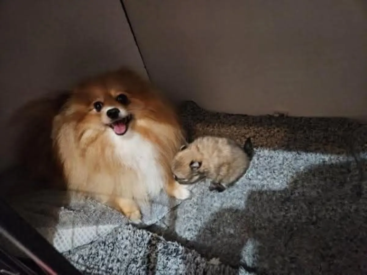 Magnifique spitz nain (Pomeranian) enregistré au KC (Kennel Club) – prêt à être remis immédiatement