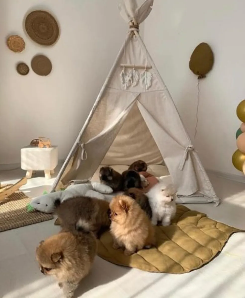 Magnifique spitz nain (Pomeranian) enregistré au KC (Kennel Club) – prêt à être remis immédiatement
