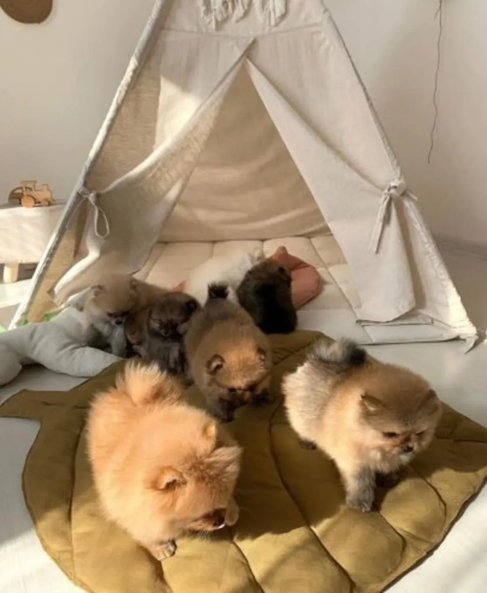 Magnifique spitz nain (Pomeranian) enregistré au KC (Kennel Club) – prêt à être remis immédiatement