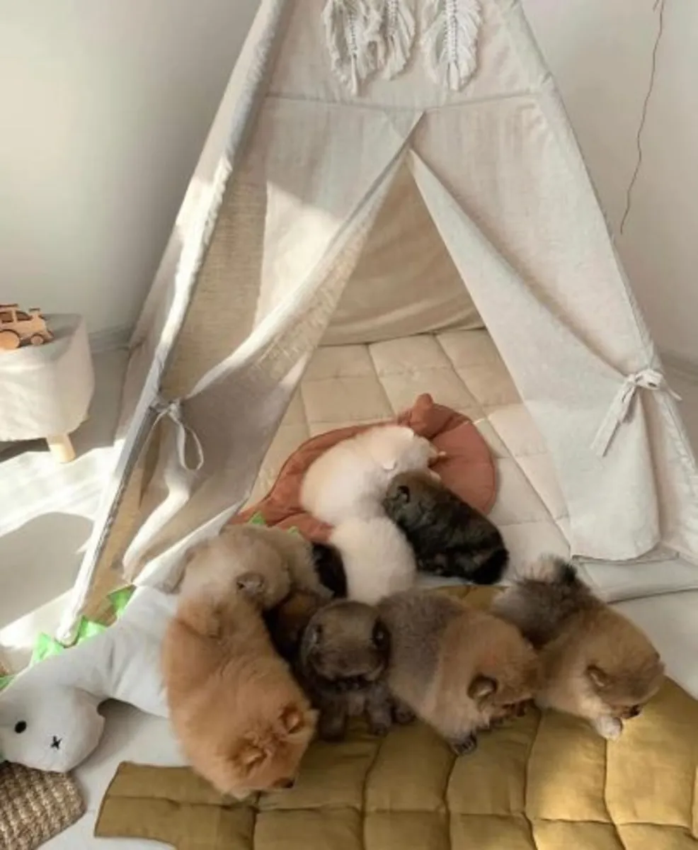 Magnifique spitz nain (Pomeranian) enregistré au KC (Kennel Club) – prêt à être remis immédiatement