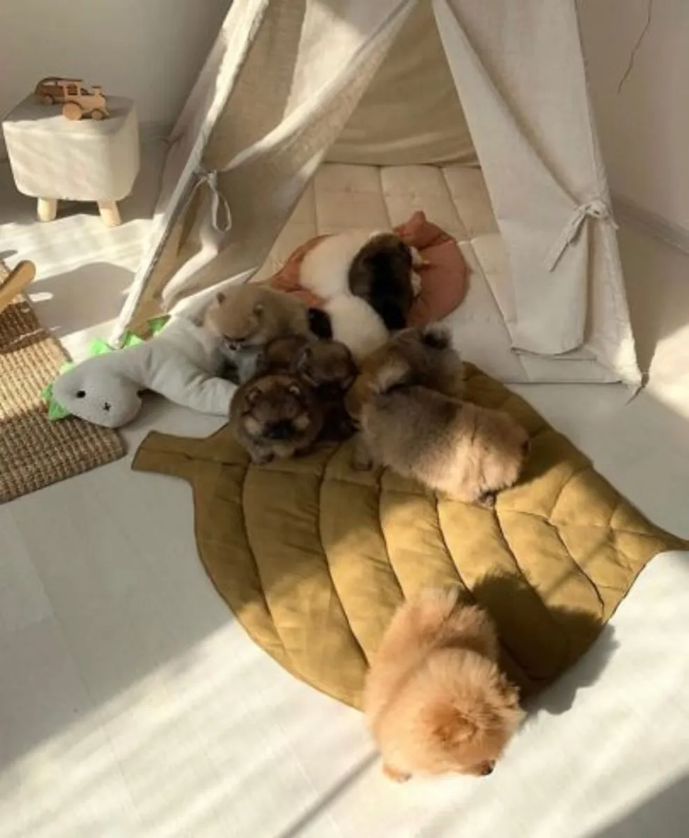 Magnifique spitz nain (Pomeranian) enregistré au KC (Kennel Club) – prêt à être remis immédiatement