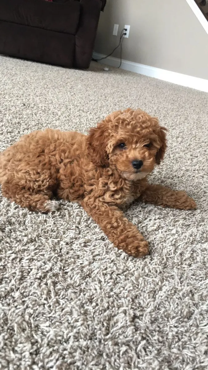 🐩✨ Conoce a este hermoso Poodle