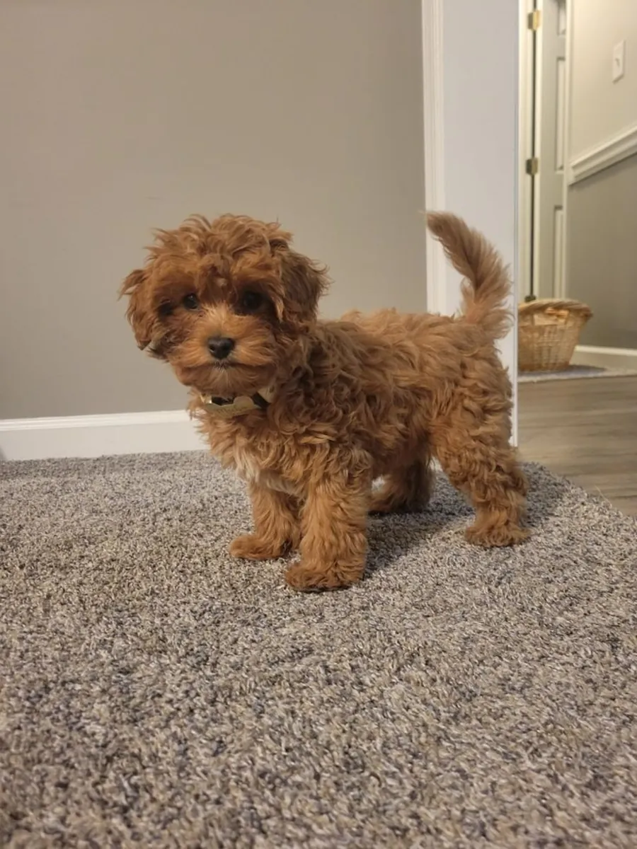 🐩✨ Conoce a este hermoso Poodle