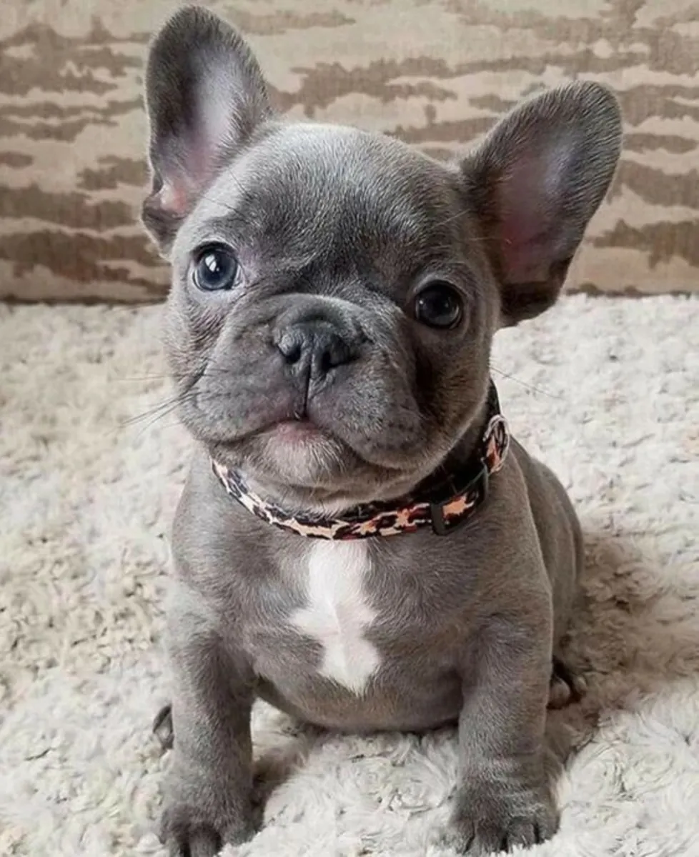 🐾 Rencontrez le charmant Bulldog Français ! 🐶💙