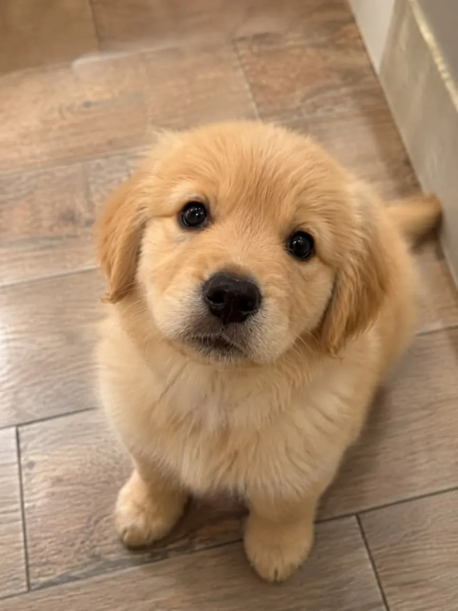 Познакомьтесь с красивым золотистым ретривером! 🐕