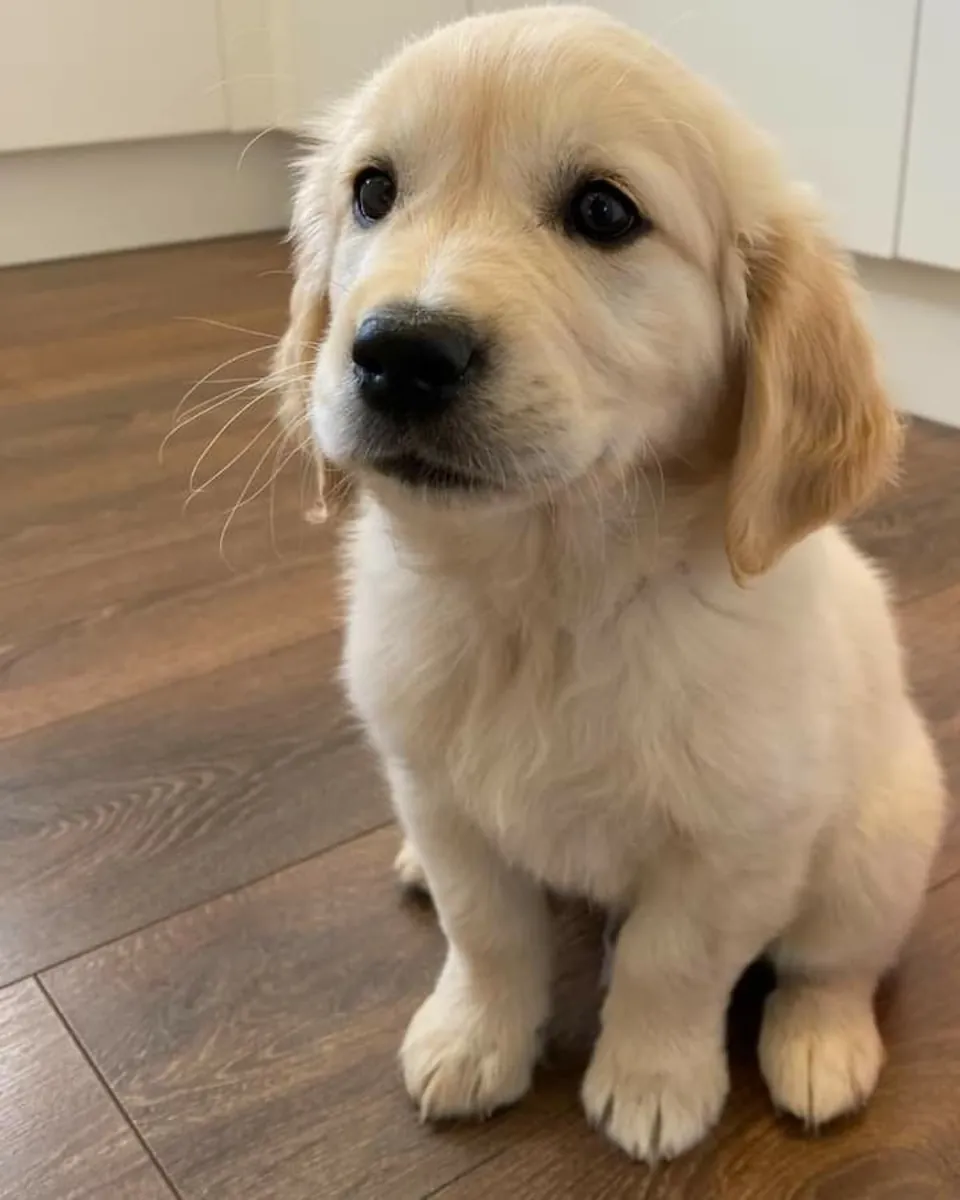Познакомьтесь с красивым золотистым ретривером! 🐕