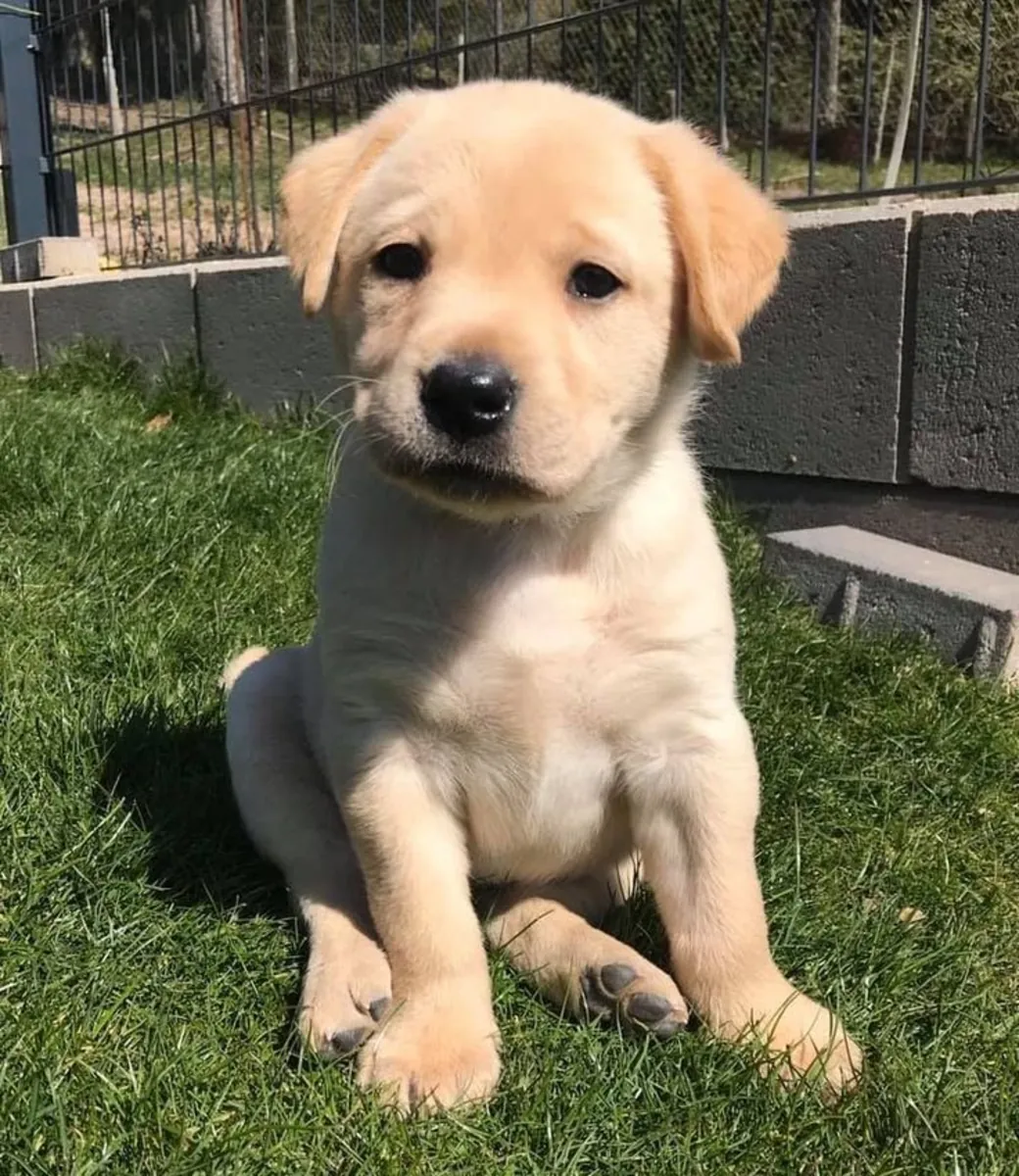 Rencontrez ce adorable Labrador Retriever !