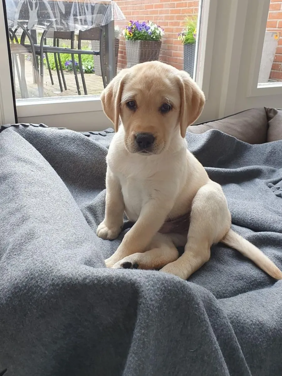 Rencontrez ce adorable Labrador Retriever !
