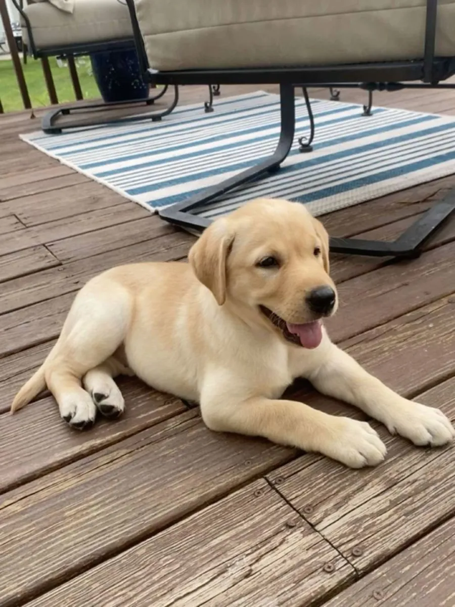 Rencontrez ce adorable Labrador Retriever !