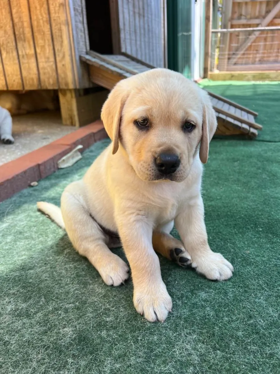 Rencontrez ce adorable Labrador Retriever !
