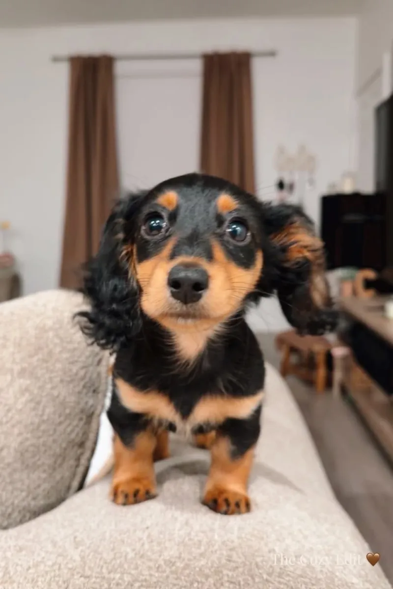 Rencontrez ce adorable Teckel nain ! 🐶❤️