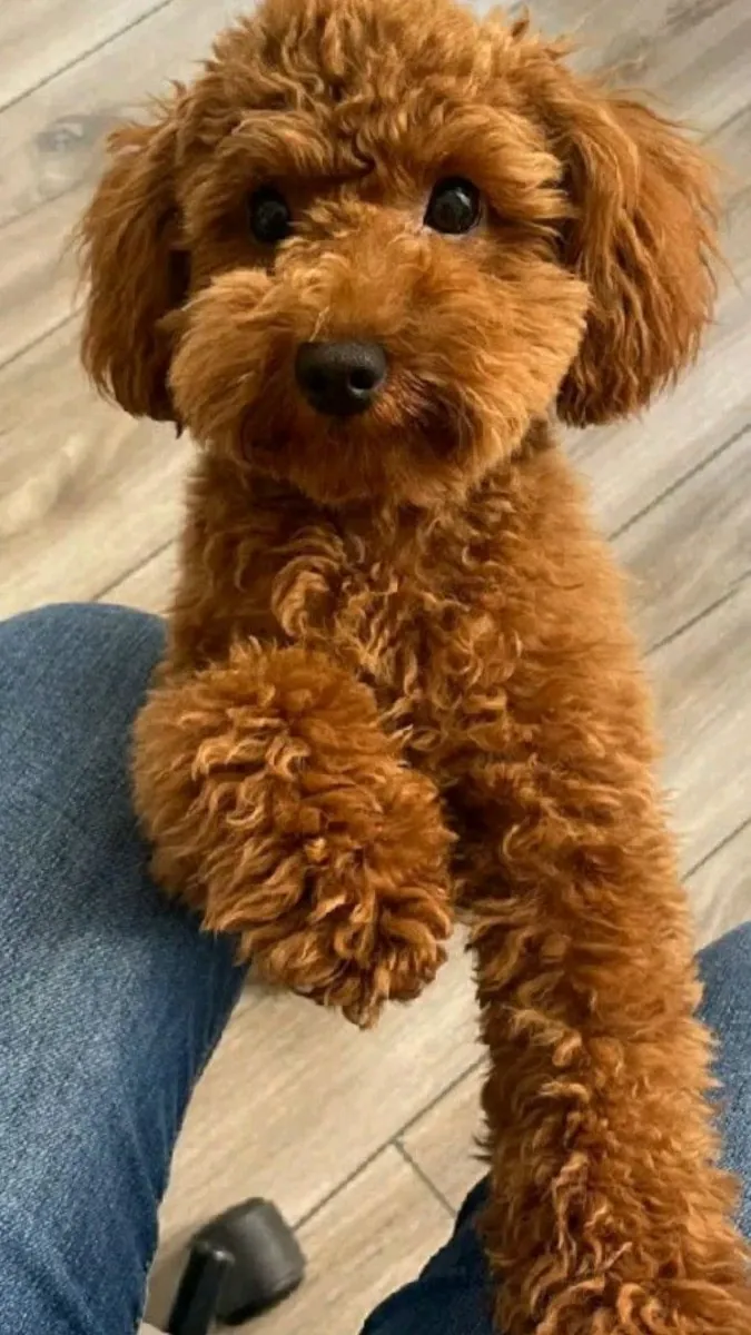 🐩 Beaux chiots Caniche disponibles ! 🐩