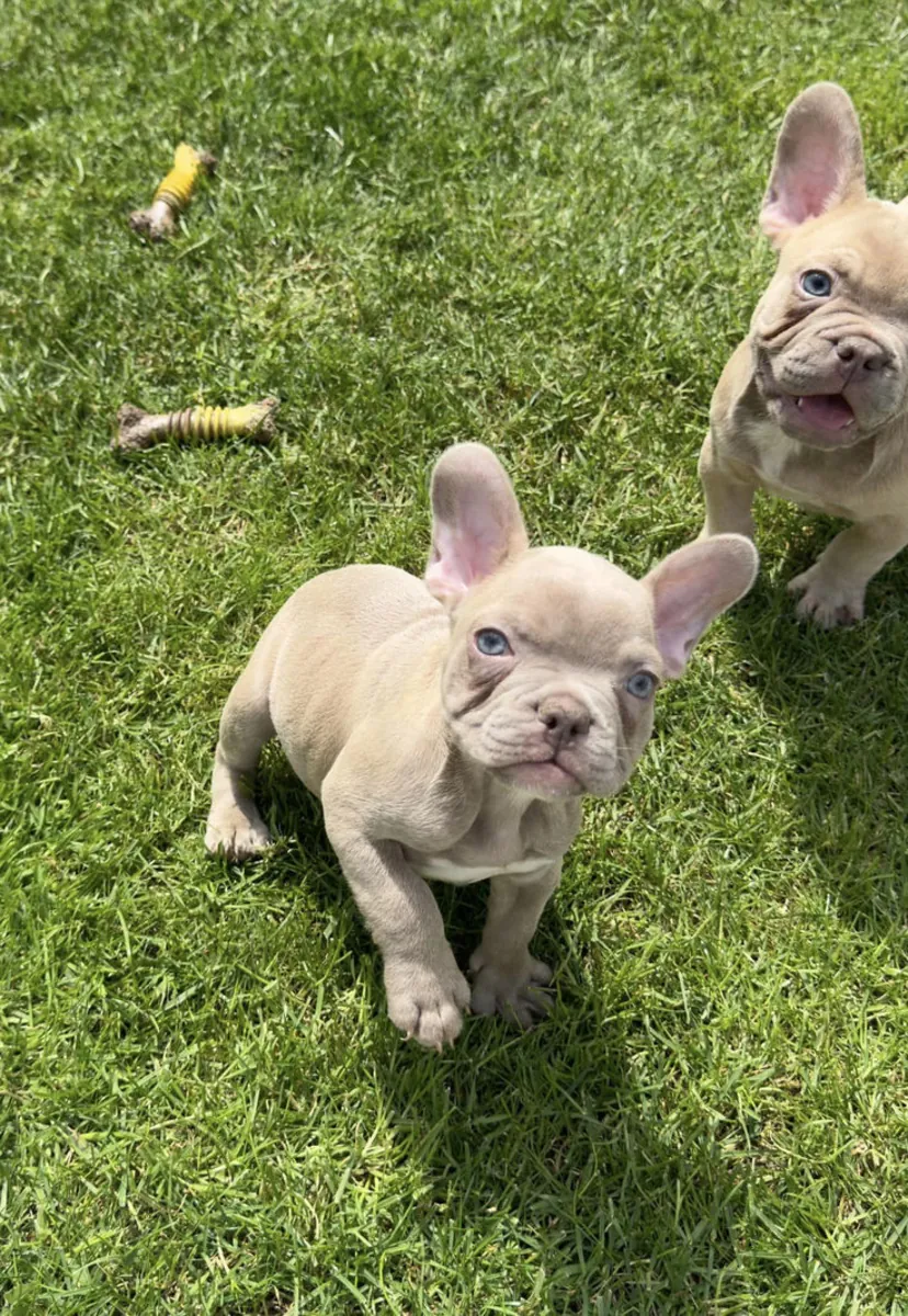 🐶 Adorables chiots Bulldog Français disponibles ! 🐶