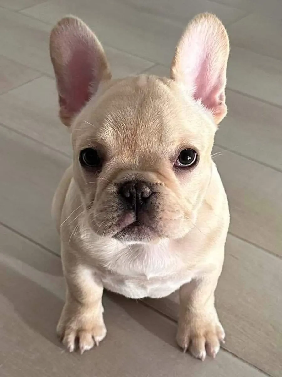 🐶 Adorables chiots Bulldog Français disponibles ! 🐶
