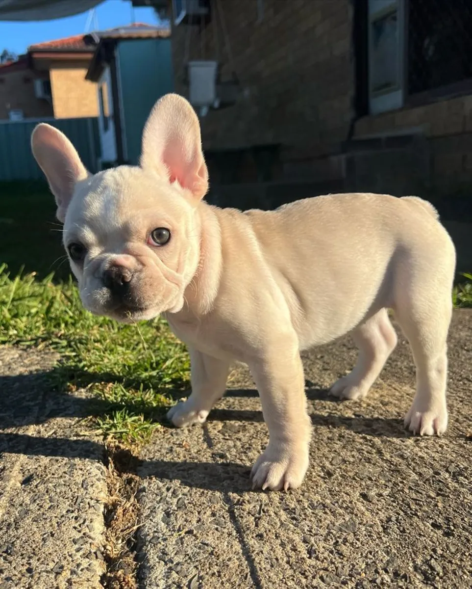 🐶 Adorables chiots Bulldog Français disponibles ! 🐶