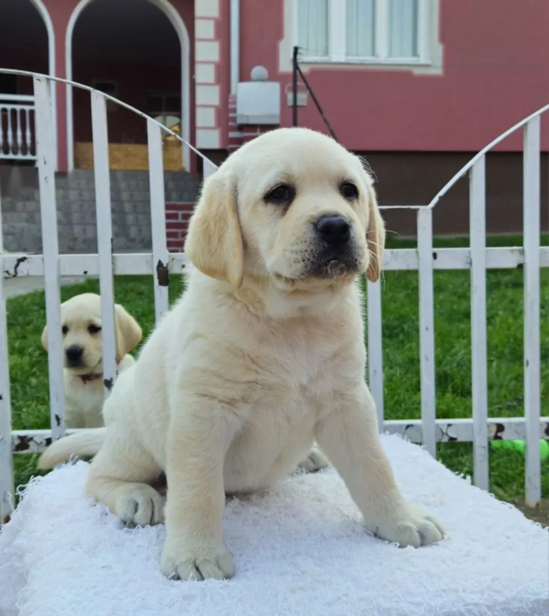 🐕 Доступны красивые щенки лабрадора-ретривера! 🐕