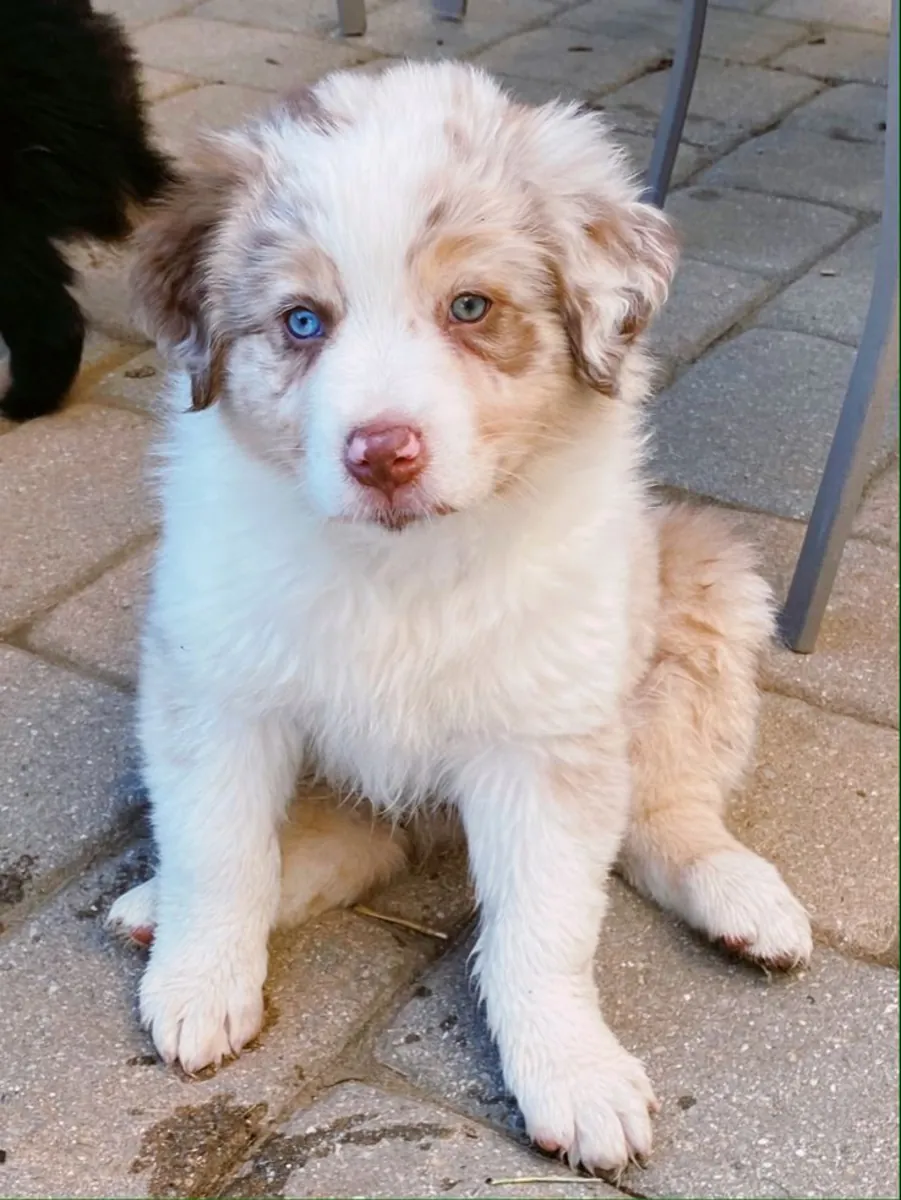 🐾 Beaux chiots Setter Anglais disponibles ! 🐾
