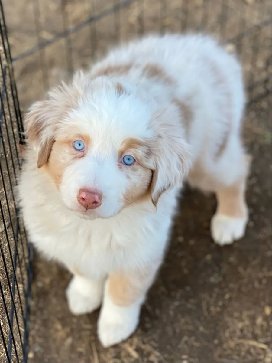 🐾 Beaux chiots Setter Anglais disponibles ! 🐾