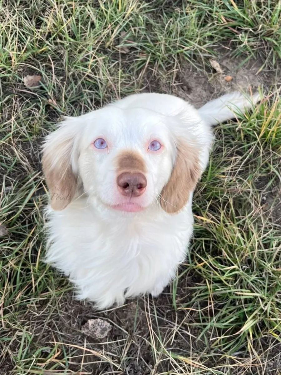 🐾 Beaux chiots Setter Anglais disponibles ! 🐾
