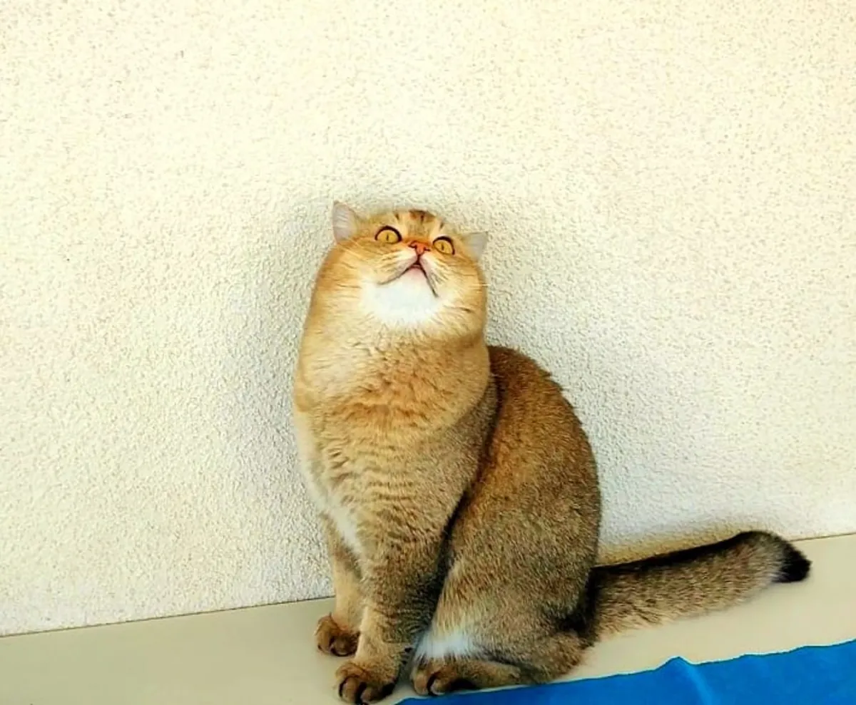 Two magnificent Golden Shaded British Shorthairs