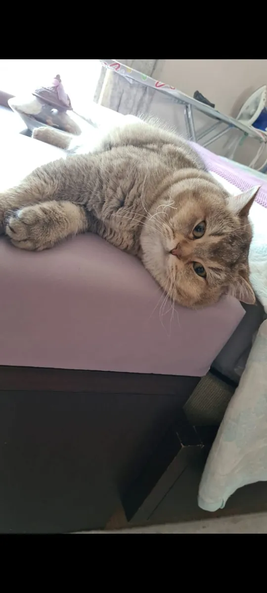 Two magnificent Golden Shaded British Shorthairs