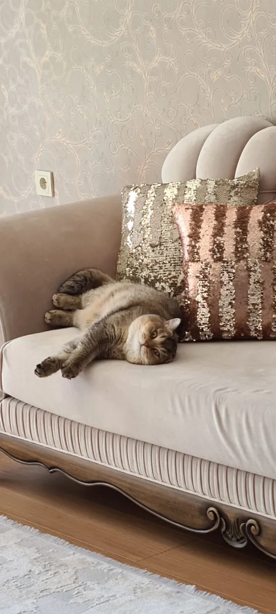 Two magnificent Golden Shaded British Shorthairs