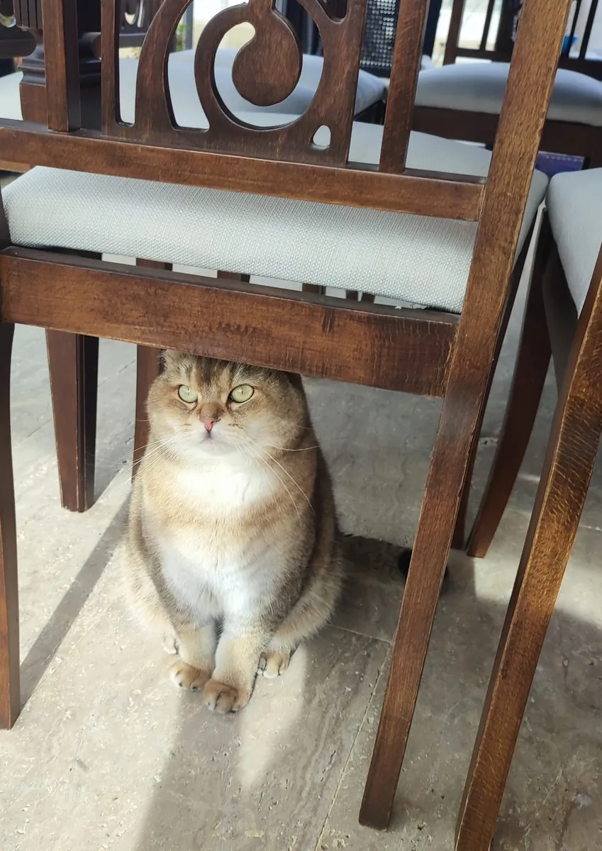Two magnificent Golden Shaded British Shorthairs