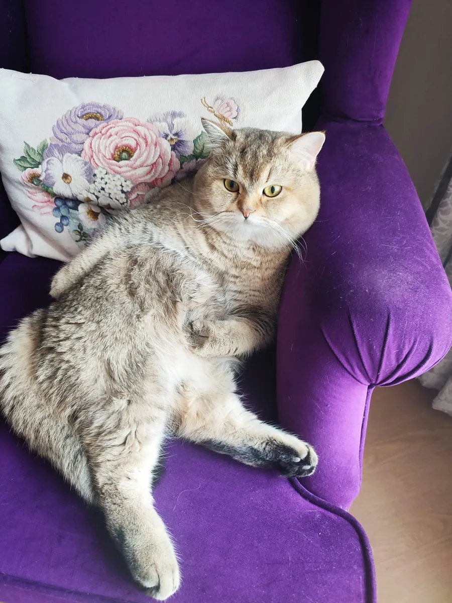 Two magnificent Golden Shaded British Shorthairs