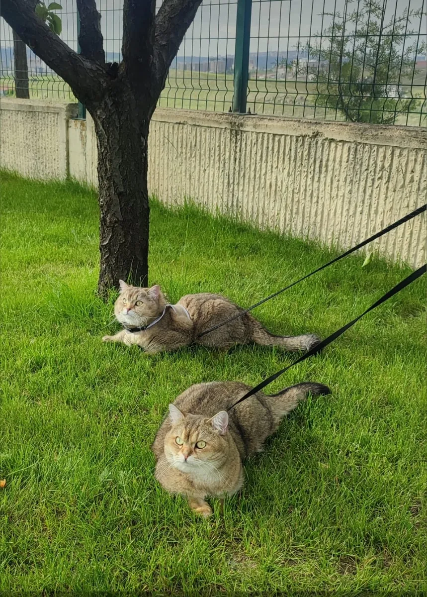 Two magnificent Golden Shaded British Shorthairs