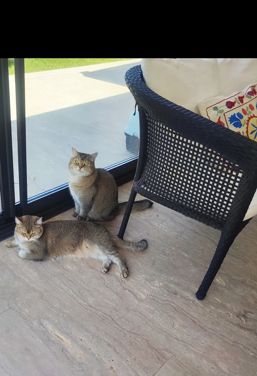 Two magnificent Golden Shaded British Shorthairs