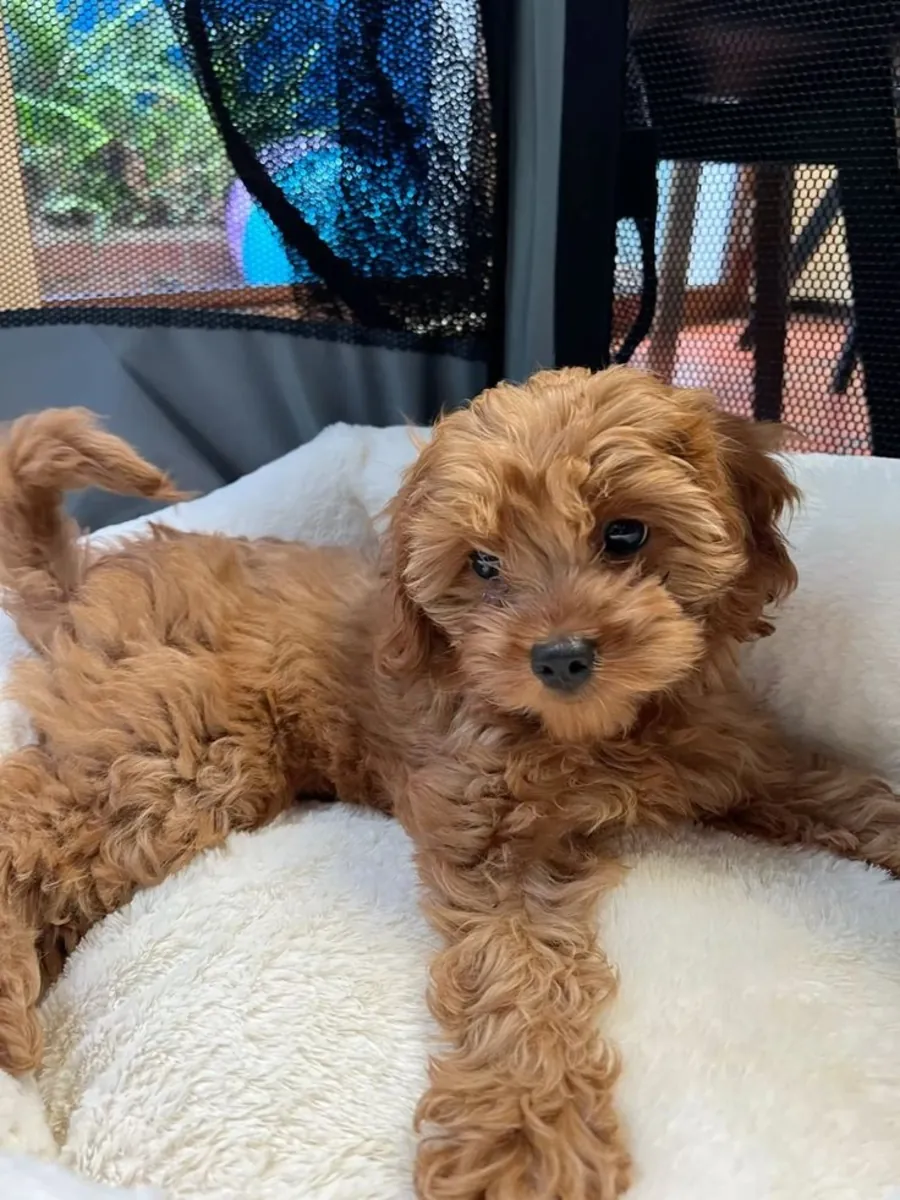 🐶✨ ¡Conoce al adorable Cavoodle!