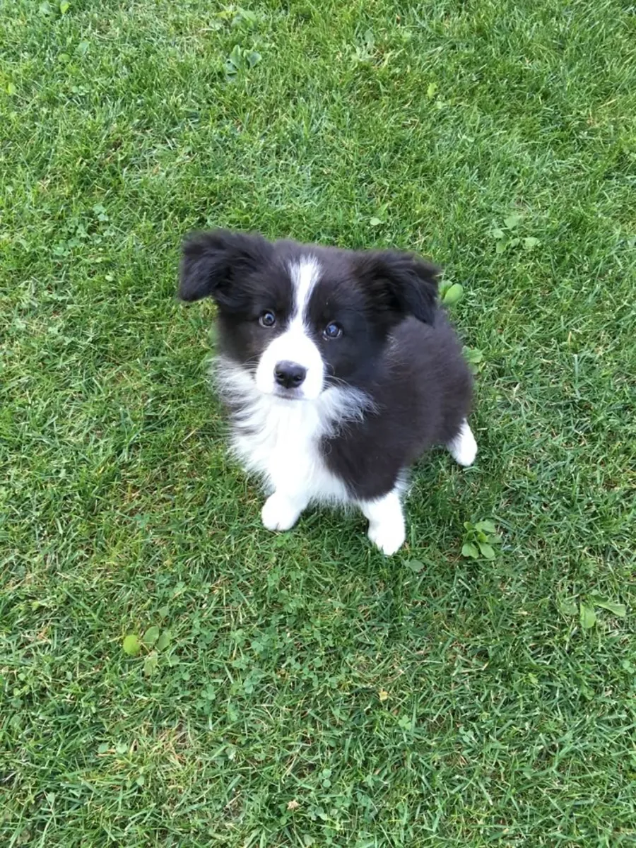 Meet the amazing Border Collie! 