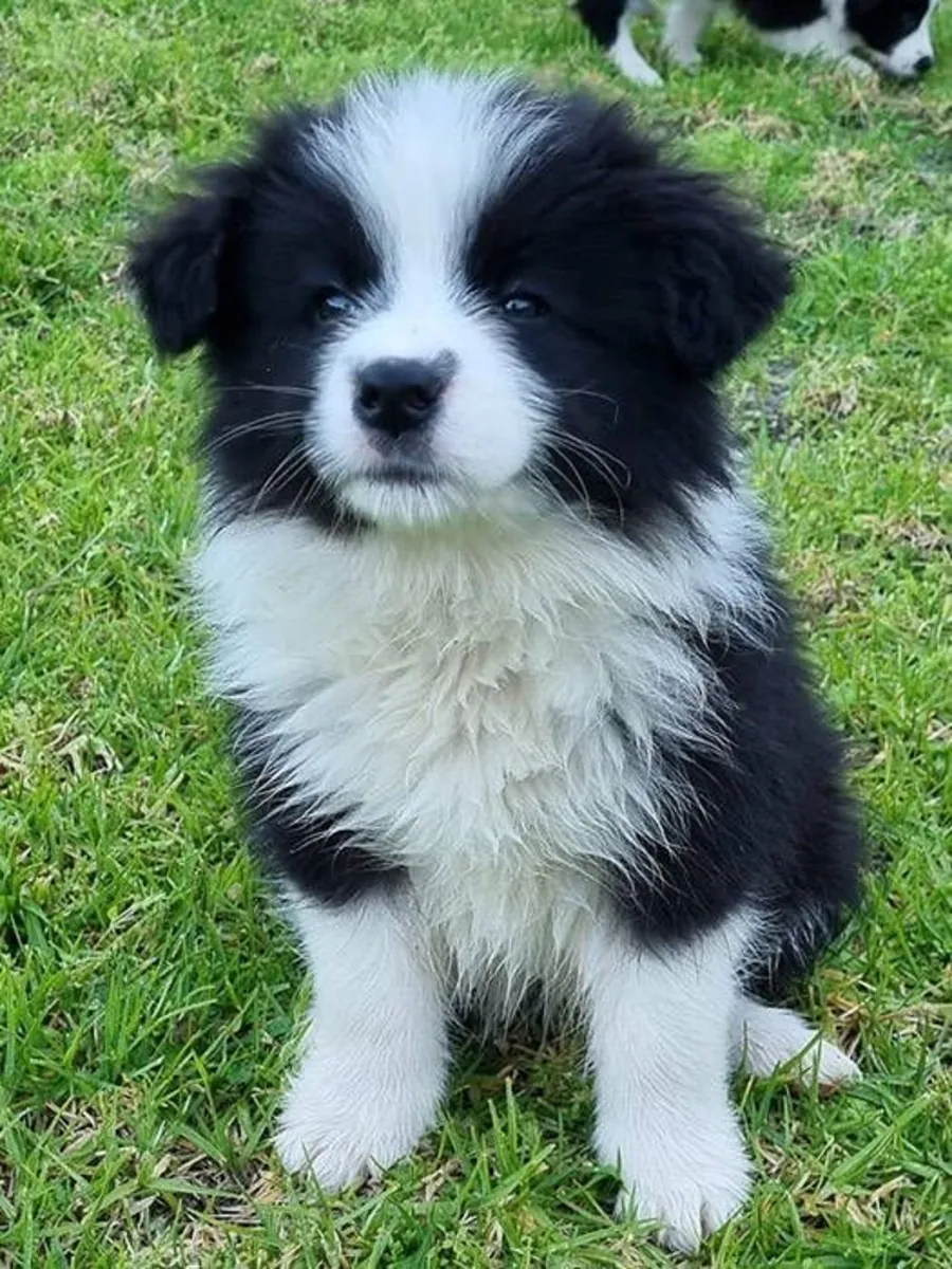 Meet the amazing Border Collie! 
