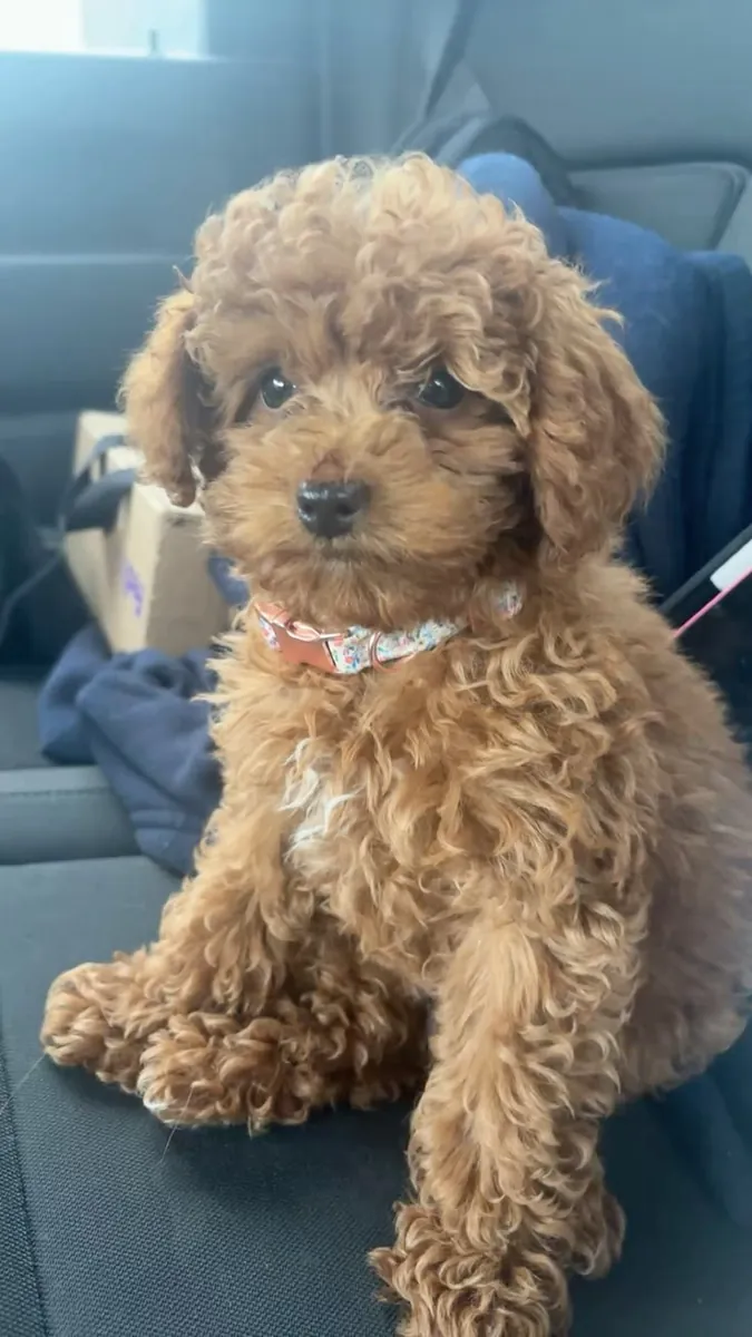 🐩💛 Meet this gorgeous Groodle! 🐶✨