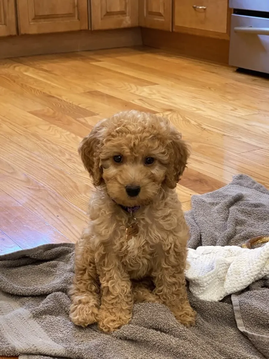 🐩💛 Meet this gorgeous Groodle! 🐶✨