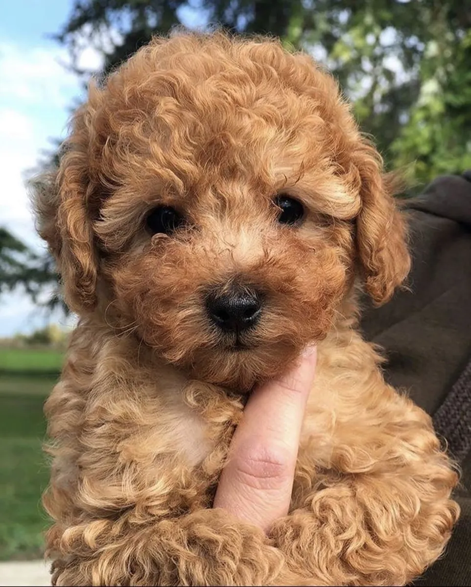 🐩💛 Meet this gorgeous Groodle! 🐶✨