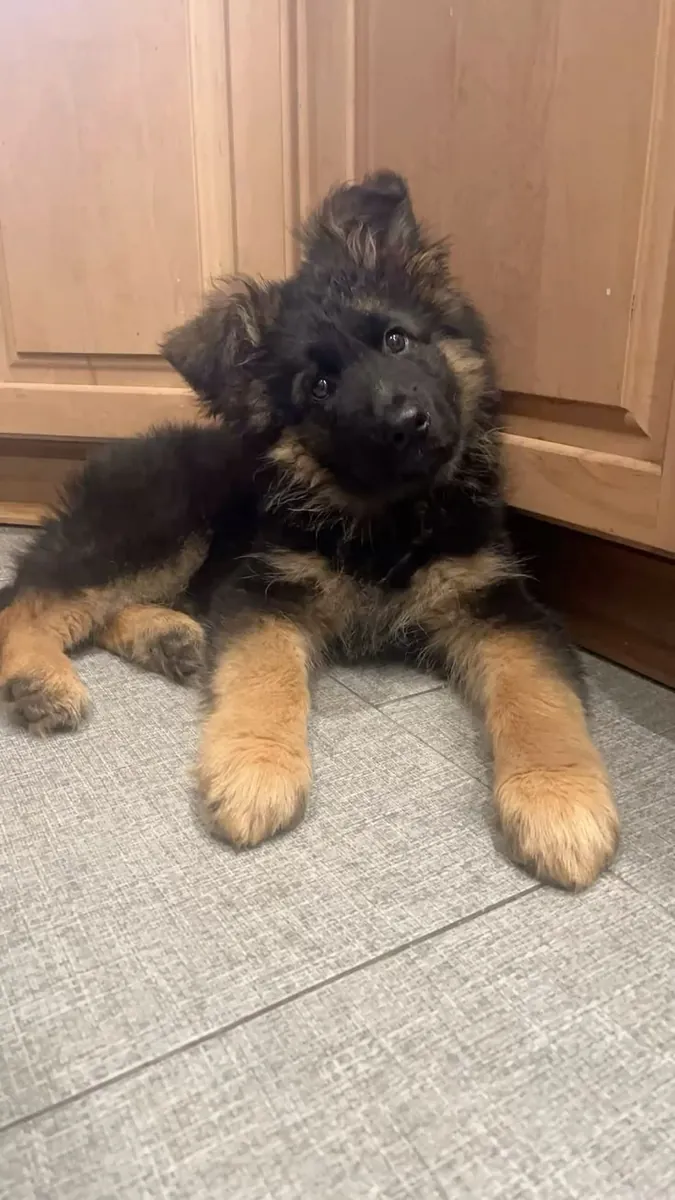 🐕‍🦺🖤 Meet the magnificent German Shepherd! ✨🐾