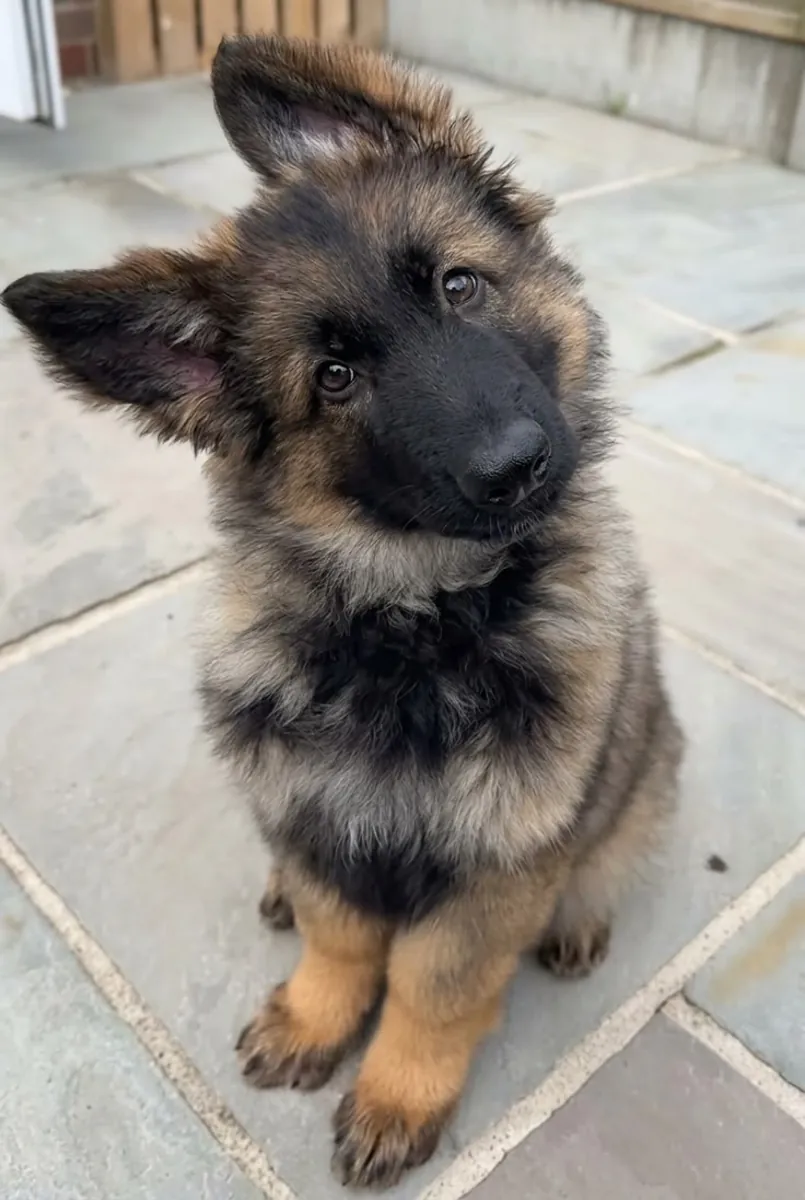 🐕‍🦺🖤 Meet the magnificent German Shepherd! ✨🐾