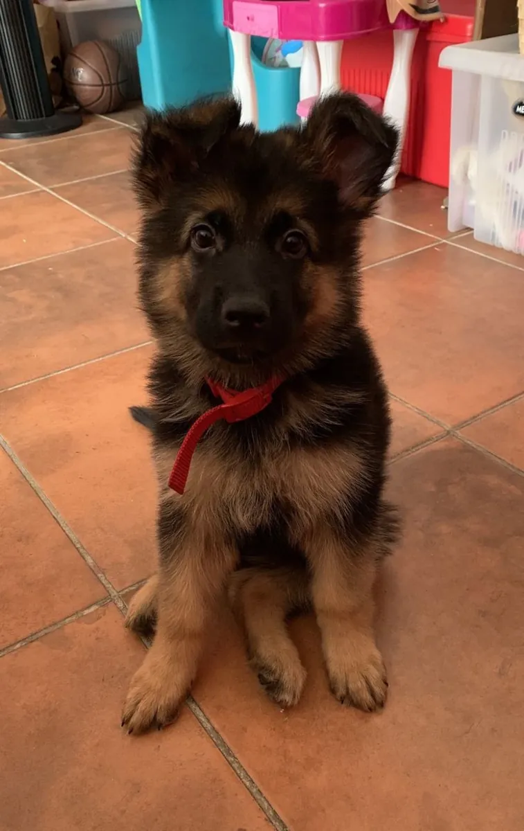 🐕‍🦺🖤 Meet the magnificent German Shepherd! ✨🐾