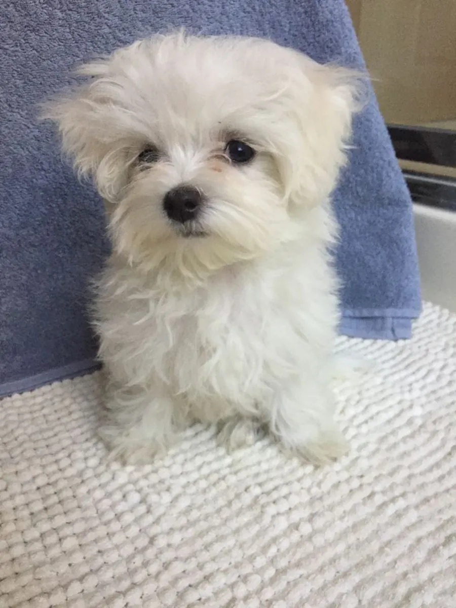 🐶🤍 Познакомьтесь с этой очаровательной мальтийской собакой! ✨🐾