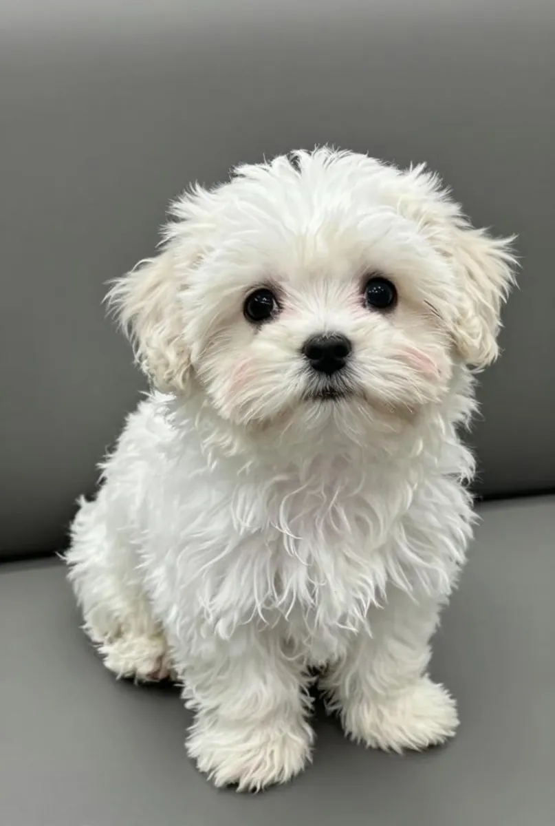 🐶🤍 Познакомьтесь с этой очаровательной мальтийской собакой! ✨🐾