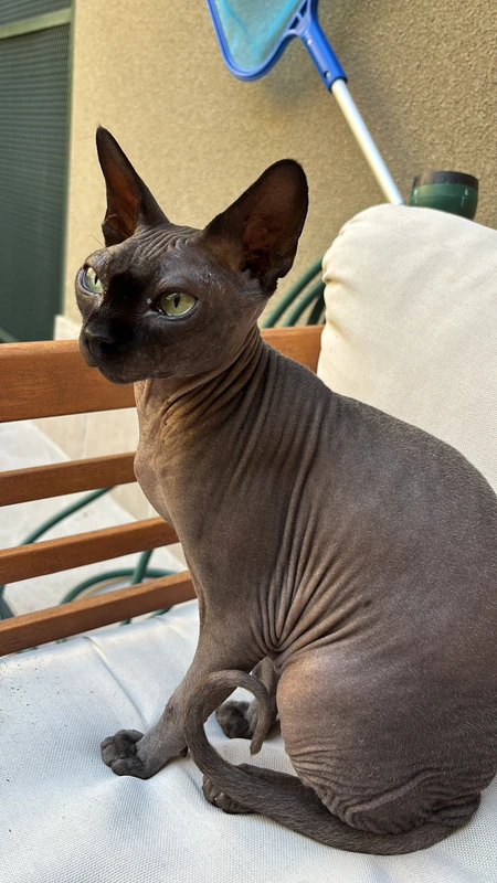 Anubis